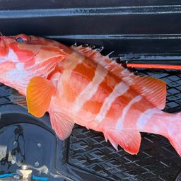 ハンゴーミーバイ