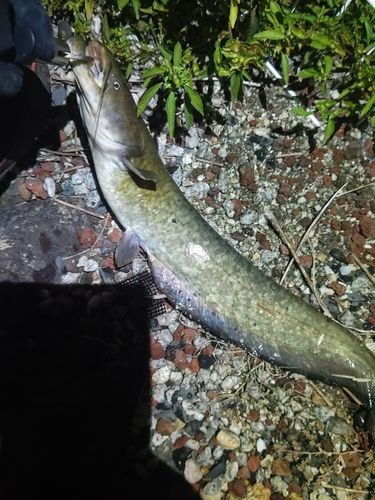 ナマズの釣果