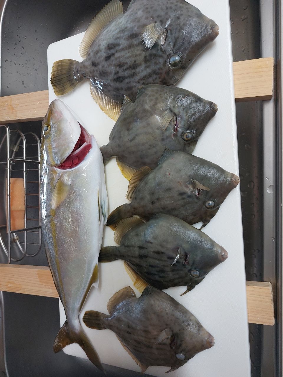 yamasuke2103さんの釣果 3枚目の画像