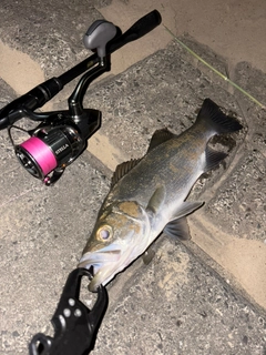 ヒラスズキの釣果