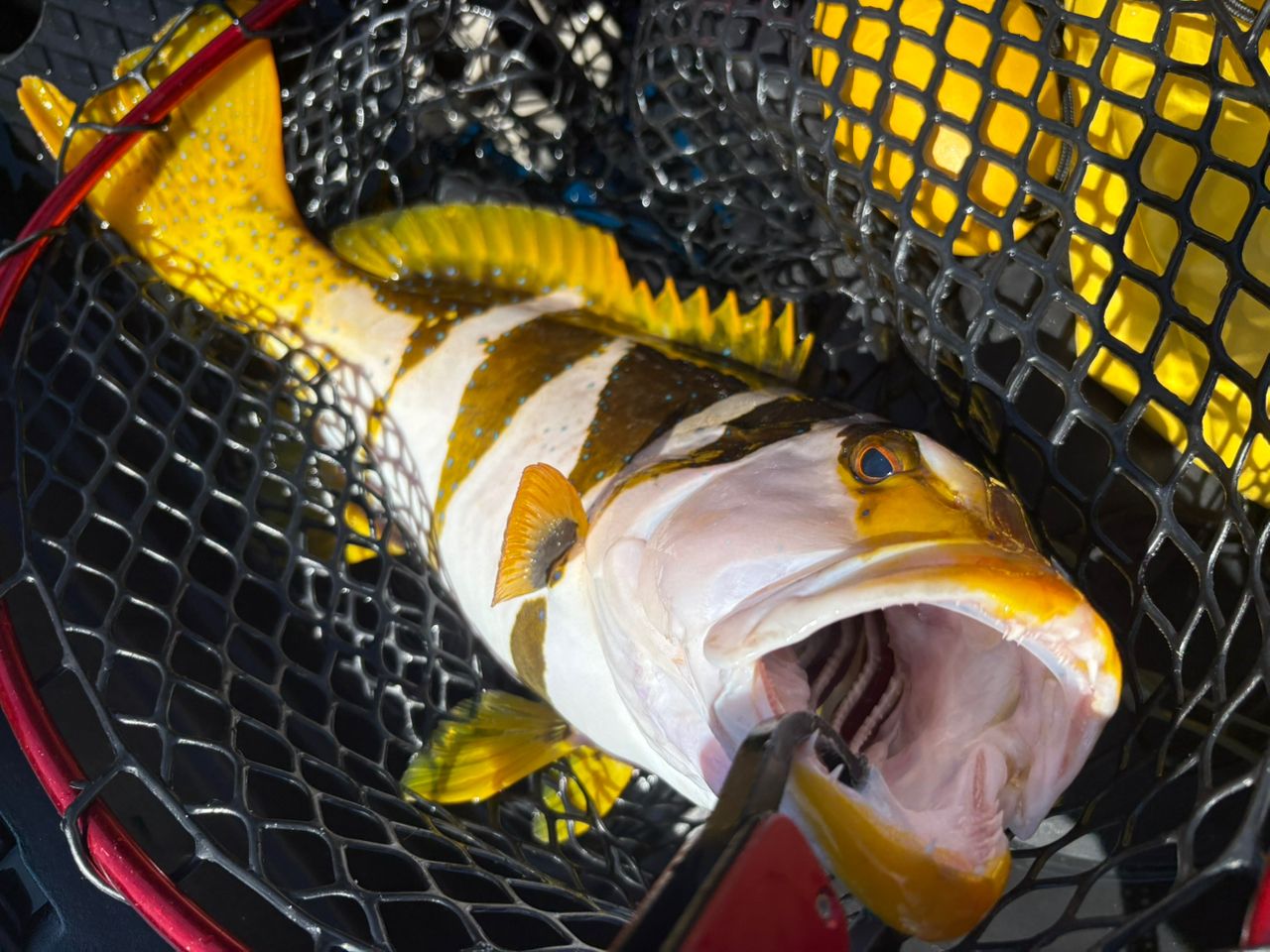 クルバニーアカジン