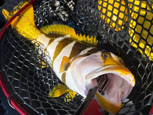 クルバニーアカジンの釣果