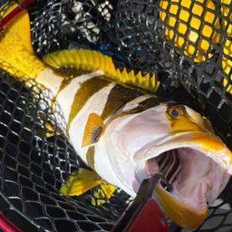 クルバニーアカジン