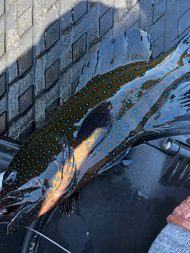 アオノメハタの釣果