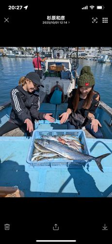 サワラの釣果