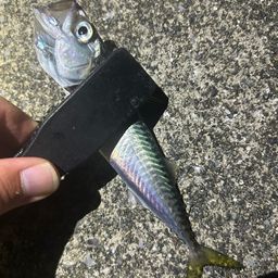 サバ