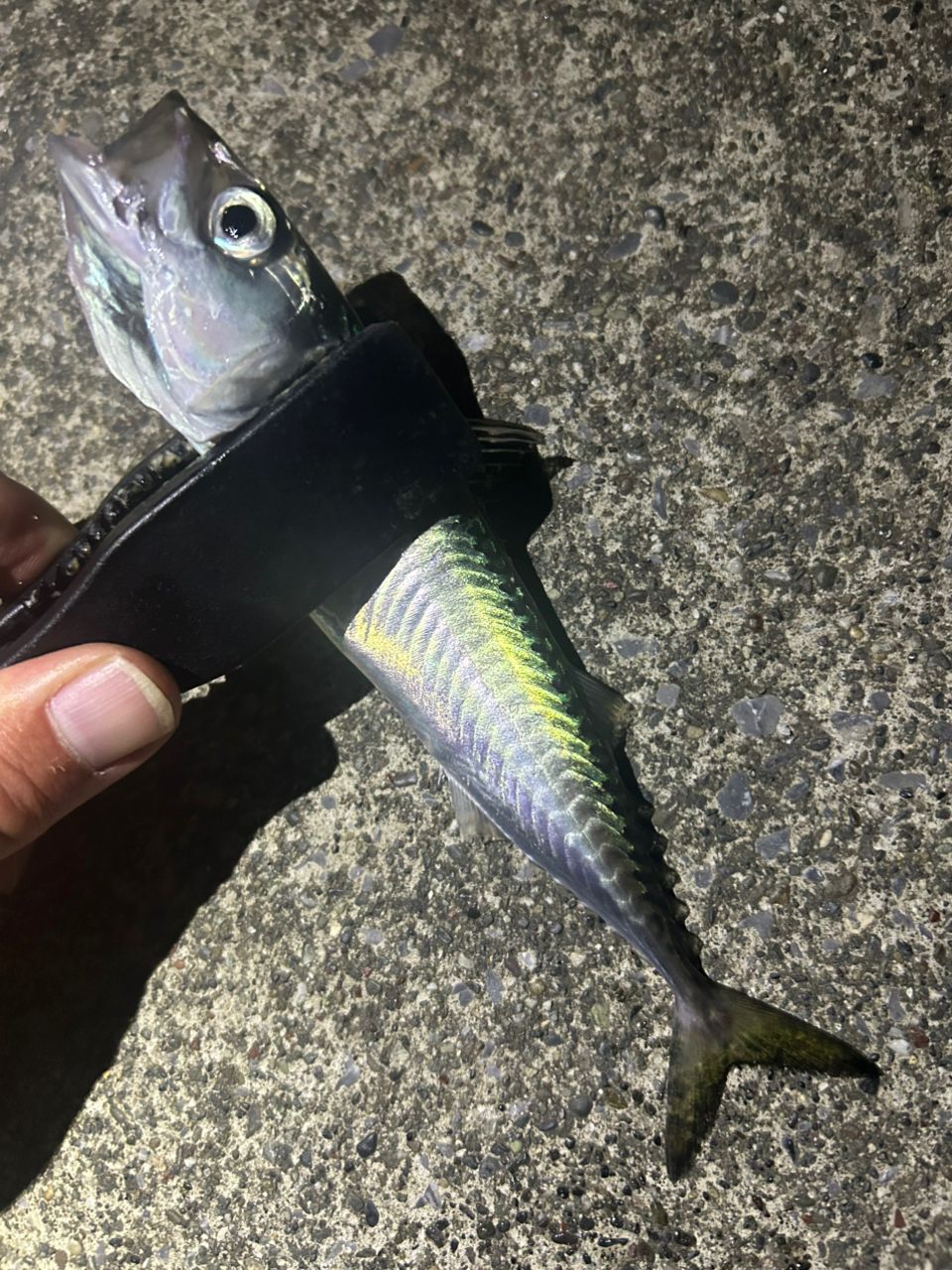 サバ