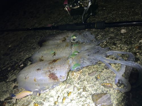 アオリイカの釣果