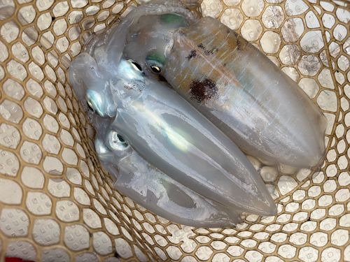 有磯海