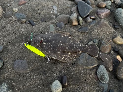 ヒラメの釣果