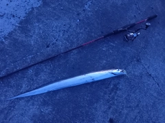 タチウオの釣果