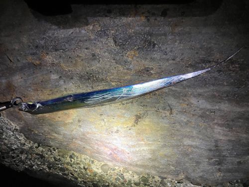 タチウオの釣果