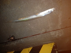 タチウオの釣果