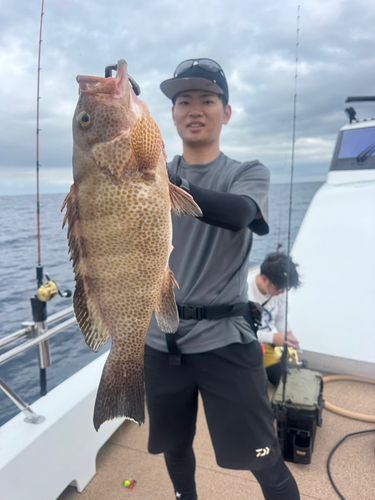 オオモンハタの釣果
