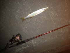 カマスの釣果