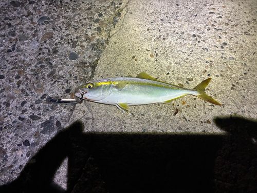 コゾクラの釣果