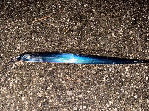 タチウオの釣果