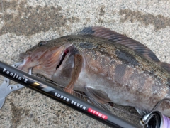 アイナメの釣果