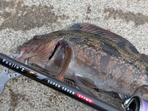 アイナメの釣果