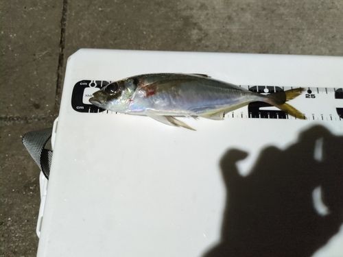 マアジの釣果