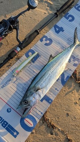 サゴシの釣果