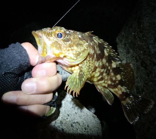 ガシラの釣果