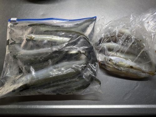 サヨリの釣果