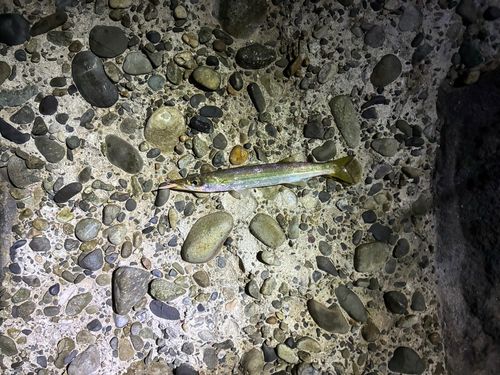 カマスの釣果