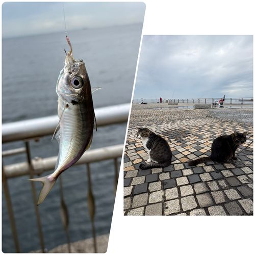 東扇島西公園