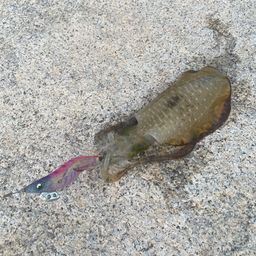 アオリイカ
