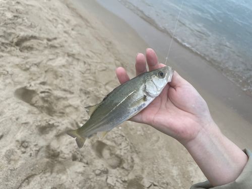 宮津湾