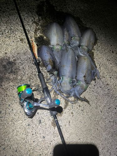 アオリイカの釣果