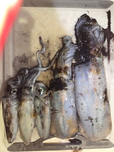 アオリイカの釣果