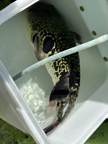 トラフグの釣果