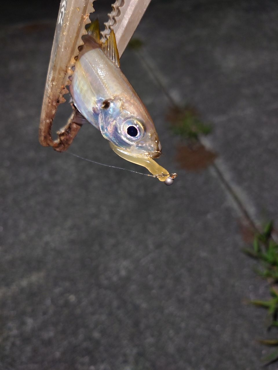 アジ