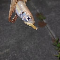アジ