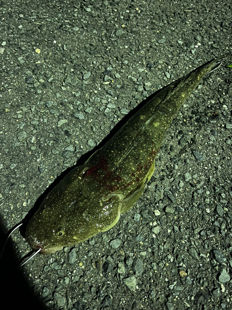 マゴチ