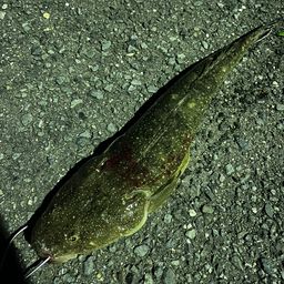 マゴチ