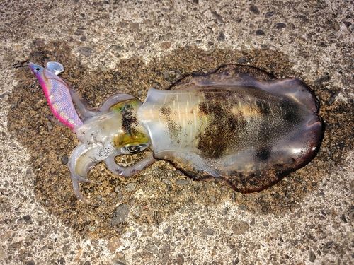 アオリイカの釣果
