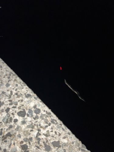 ハモの釣果