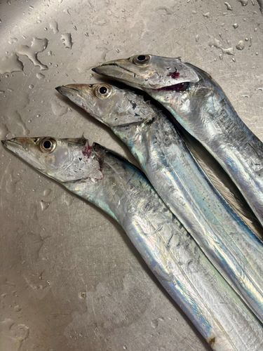タチウオの釣果