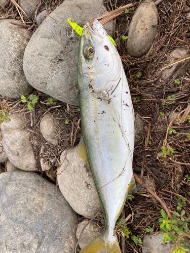 ツバイソの釣果