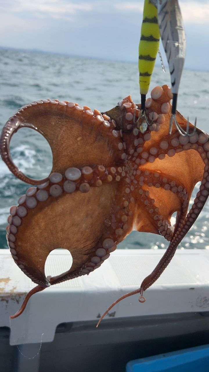 遊釣CH まっすん♪さんの釣果 2枚目の画像