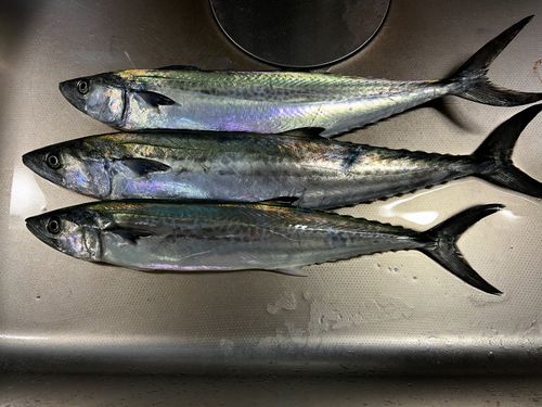 サゴシの釣果