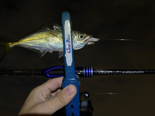 マアジの釣果
