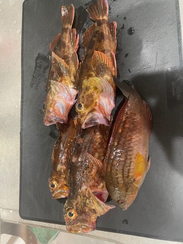 カサゴの釣果