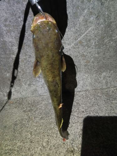 ナマズの釣果