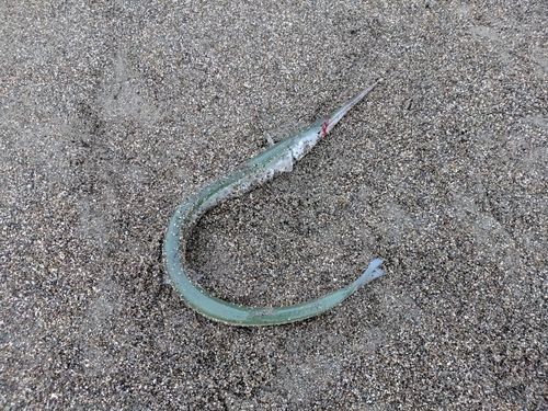 ダツの釣果