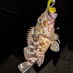 カサゴ