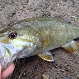 スモールマウスバス